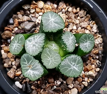 Sedum rubrotinctum cv.Aurora 74-142 1