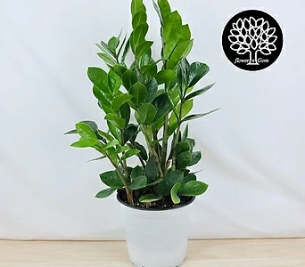 Zamioculcas zamiifolia , 45cm, 15cm 1