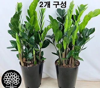 Zamioculcas zamiifolia 1+1 , 50cm, 15cm 1