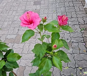 덴마크무궁화나무  핑크 왕묵은둥이 특대품 동일상품발송 1
