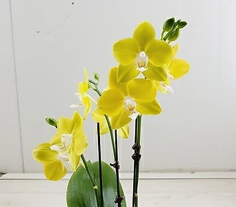 호접란 에일리 3꽃대 1