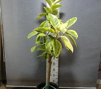 Ficus elastica 1--- 150- 1