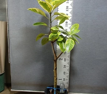 Ficus elastica 2--- 150- 1