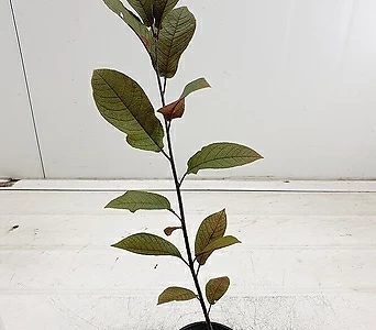 (희귀종)자엽 귀롱나무 1