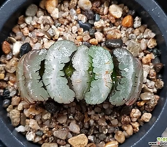 Cotyledon orbiculata var. oophylla玉扇(중大묘)78- 78-19 1