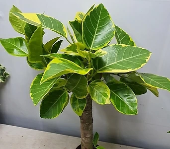 Ficus benghalensis  1