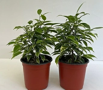 나타샤 2개묶음 공기정화식물 반려식물 온누리농원 1