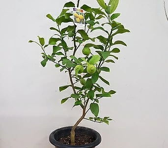 [진아플라워] 열매가 주렁주렁 상큼과즙 터지는 제라몬 레몬나무 대형 690 1