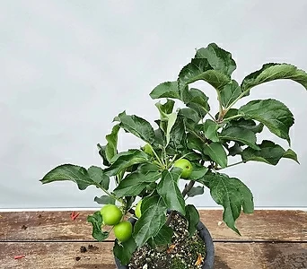 사과나무 ( 동아까네 , 유실수 , 40-50cm ) 1