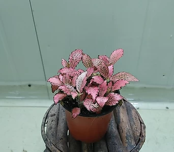핑크스타  새로입고  공기정화식물 1