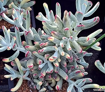 Cotyledon orbiculata cv variegated 082521 1