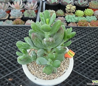 Cotyledon orbiculata cv variegated 8-1628 1