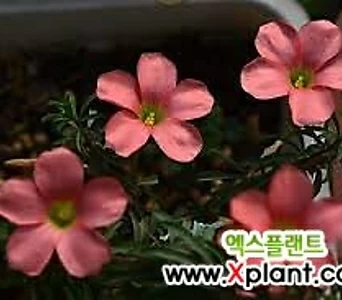 블러드문 빨강 사랑초 옥살리스 1