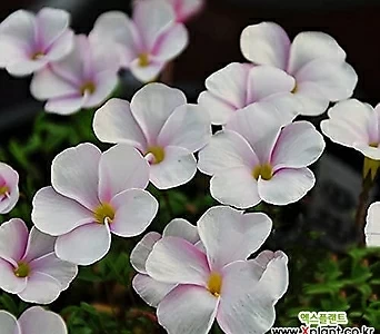 글라브라 핑크화이트 사랑초 옥살리스 1