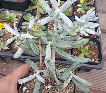 Cotyledon orbiculata cv variegated 53 .. 1
