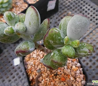 Cotyledon orbiculata cv variegated 0829 1