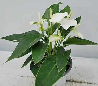 Anthurium andraeaeanum  1