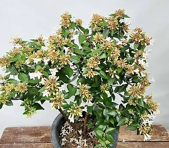 꽃댕강 ( 꽃나무 , 60-70cm , 중국 ) 1