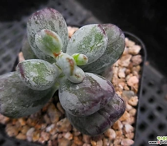 Cotyledon orbiculata cv variegated 083146 1