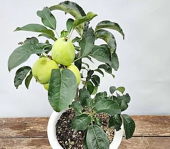 계심과 ( 사과나무 , 45-55cm , 한국 ) 1