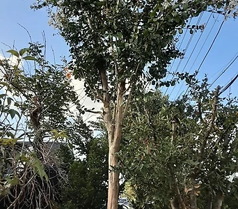 흰색베롱나무(동일품) 1