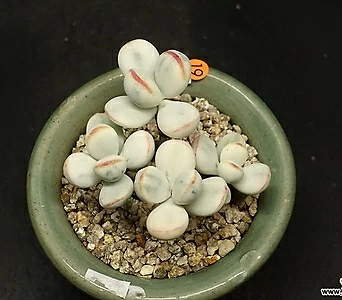 Cotyledon orbiculata cv variegated -4 1