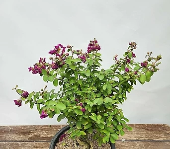 베롱나무 ( 백일홍 , 자주색꽃 , 자색꽃 , 40-50cm ) 1