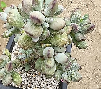Cotyledon orbiculata cv variegated 09053 1