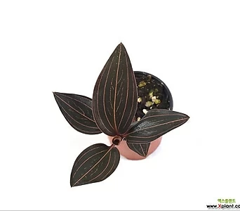 보석란 해마리아 헤마리아 jewel orchid 1
