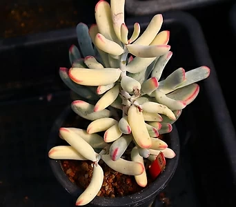 Cotyledon orbiculata cv variegated 800907 1
