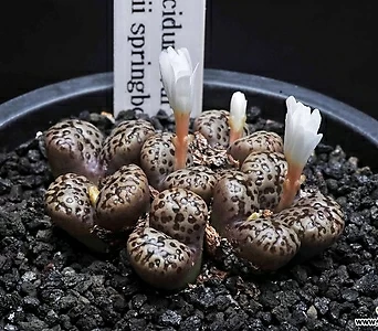 6969-C.pellucidum springbok  스프링복 1