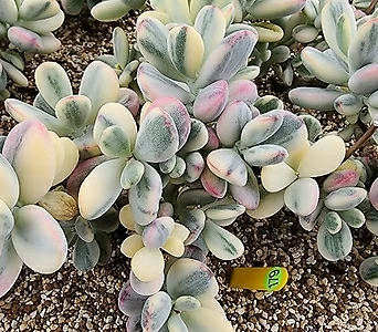 Cotyledon orbiculata cv variegated 091177 1