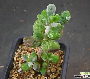 Cotyledon orbiculata cv variegated X091211 1
