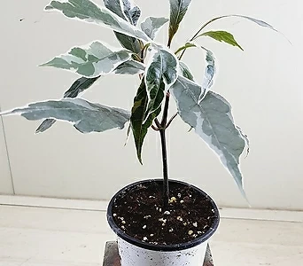 Ficus elastica  1