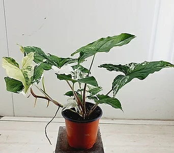 Syngonium podophyllum  1