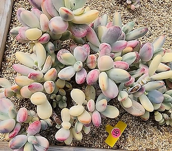 Cotyledon orbiculata cv variegated 091422 1