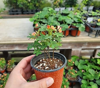 스텐로린차 귀여운 야생화 꽃식물 1