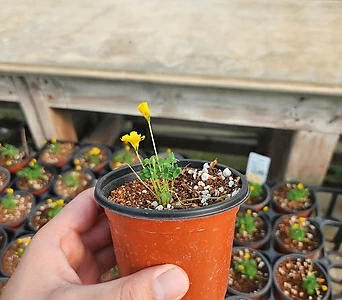 노바타 귀여운 노랑꽃식물  야생화 1