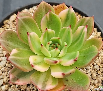 Echeveria Flamenco 25 Variegated - Xplant