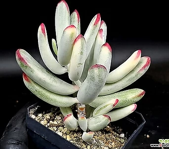 Cotyledon orbiculata cv variegated 14-140 1