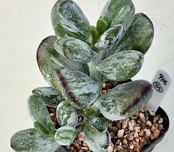 Cotyledon orbiculata cv variegated 33 1