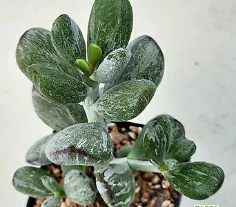 Cotyledon orbiculata cv variegated 30 1