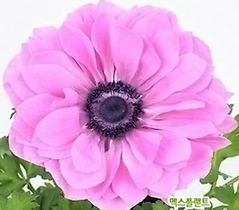 겹바람꽃 아네모네 판타지 로즈 겹꽃 (2구) 신상품 한정판매 1