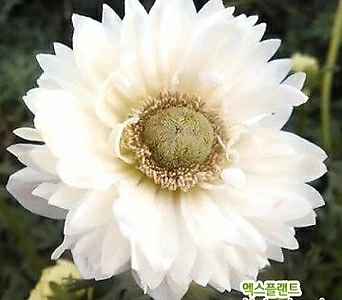 아네모네 판타지 퓨어화이트 겹꽃 (2구) 신상품 한정판매 1