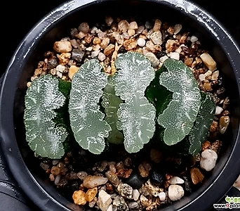 Haworthia truncata 68-132 1