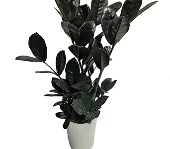 특이식물 블랙 금전수 희귀식물 1