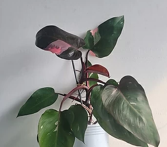Philodendron pink princess 40-60cm 449 1