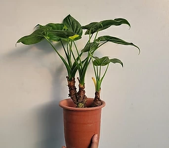플랜테리어 국민식물 무늬알로카시아 중품 35-60cm 109 1