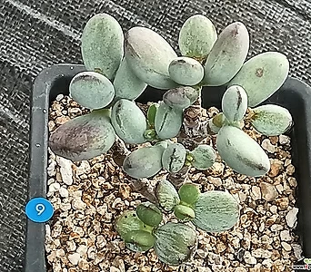 Cotyledon orbiculata cv variegated 1
