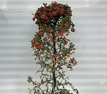 피라칸사스 피라칸타 대품 열매나무 1